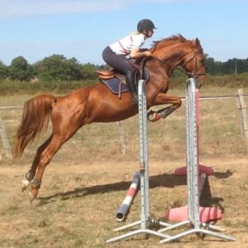 Cheval sautant un obstacle avec un cavalière en tenue d'équitation.