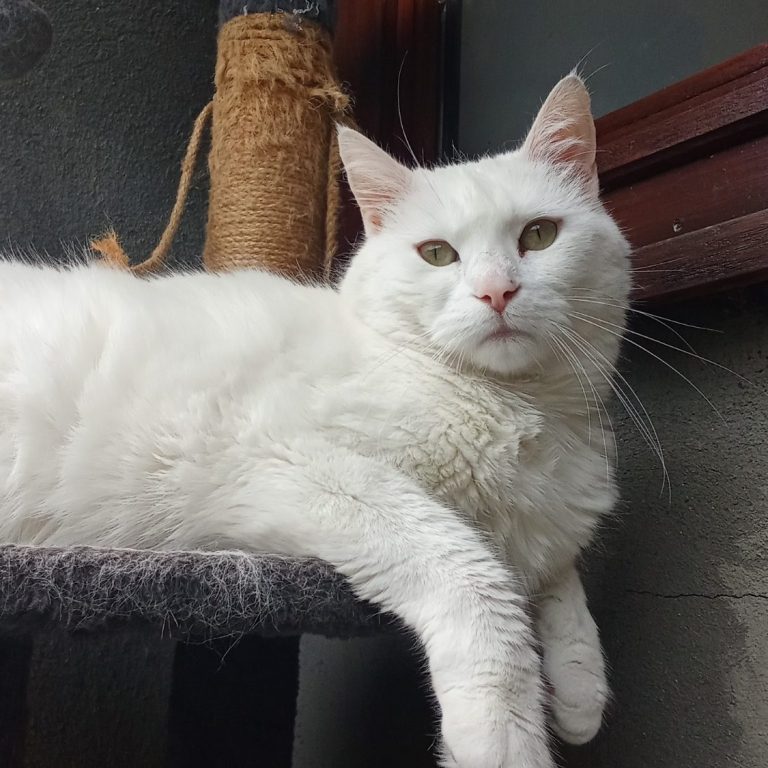 Chat blanc aux yeux verts, allongé sur un support avec un griffoir en arrière-plan.