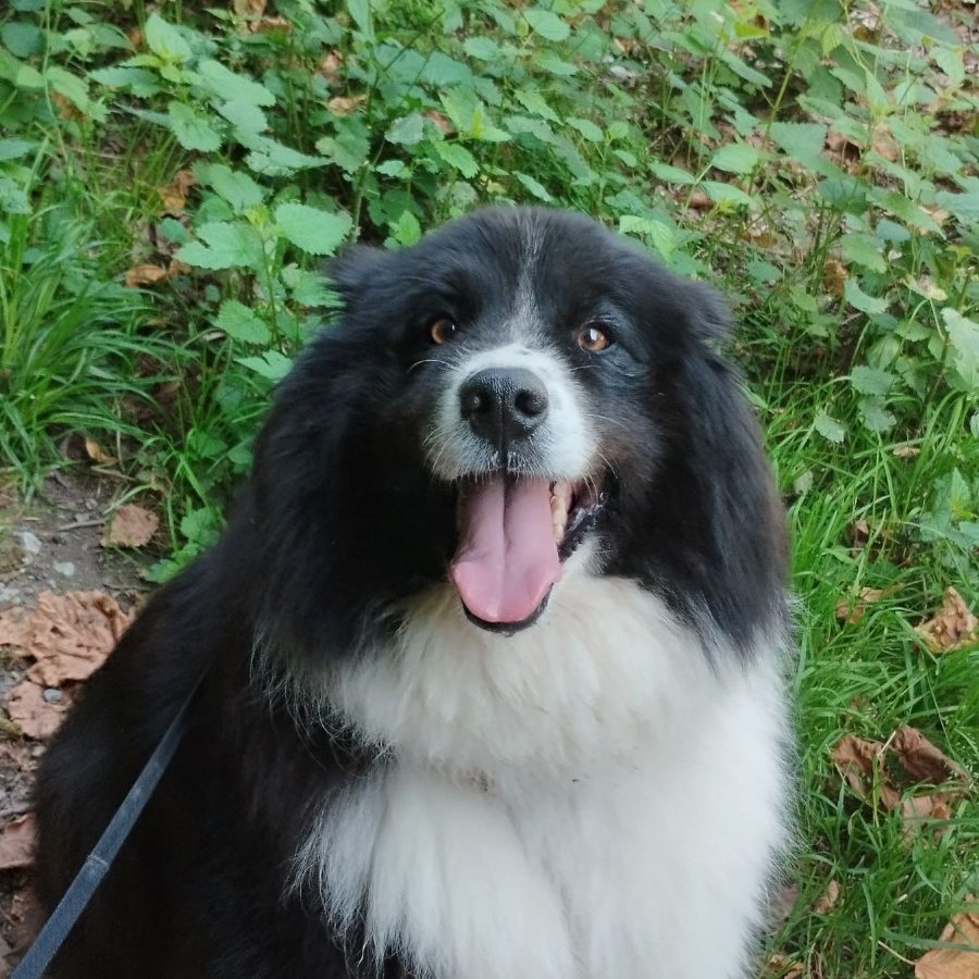 Un chien noir et blanc souriant, assis sur l'herbe avec un regard amical.