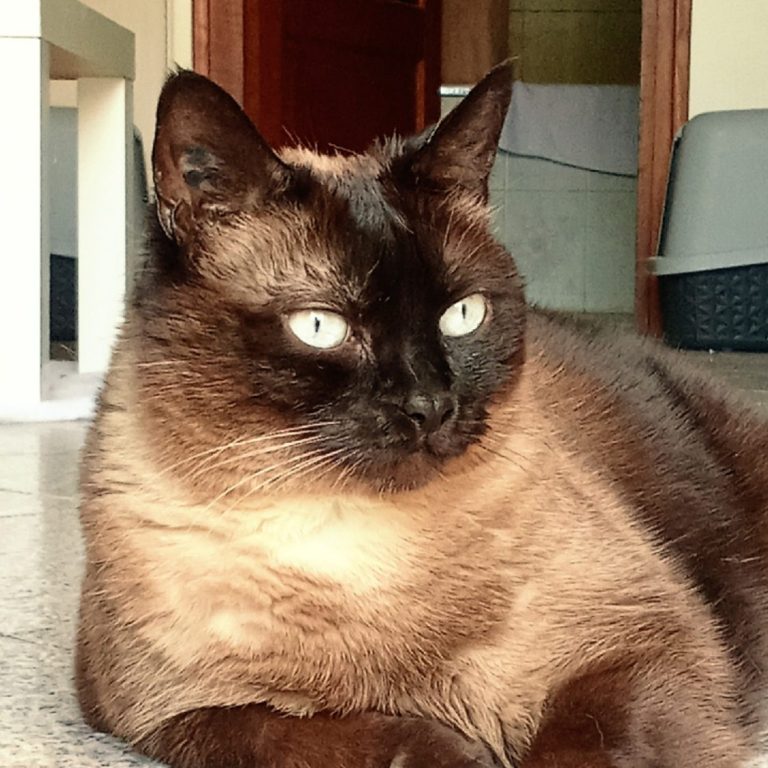 Un chat siamois aux yeux clairs est allongé sur le sol.