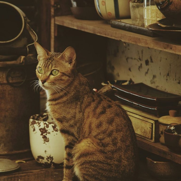Un chat tacheté assis parmi des objets anciens sur une étagère en bois.