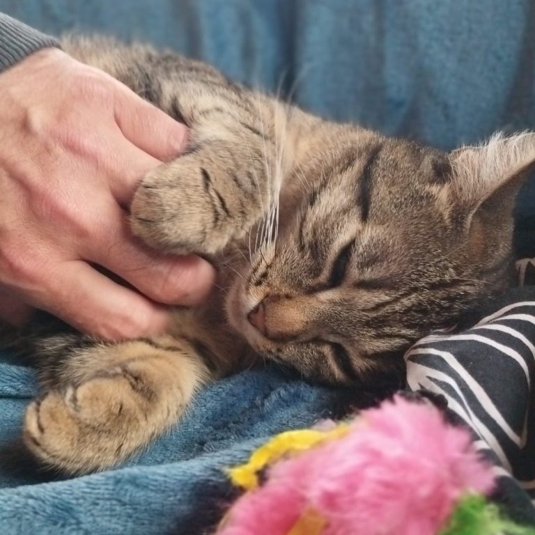 Les caresses Chat câliné sur un plaid, avec une main caressant doucement son pelage.