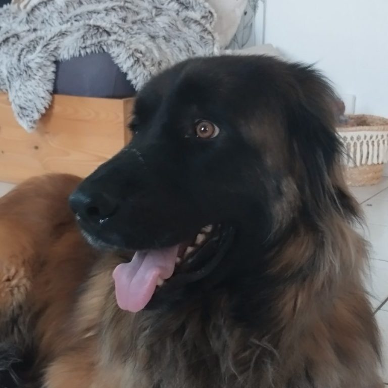 Un chien de race Leonberg au pelage brun et noir, regardant avec une expression amicale.