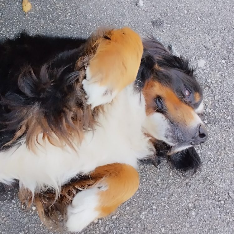 Un chien noir et marron se repose sur le sol, les yeux fermés, les pattes repliées.