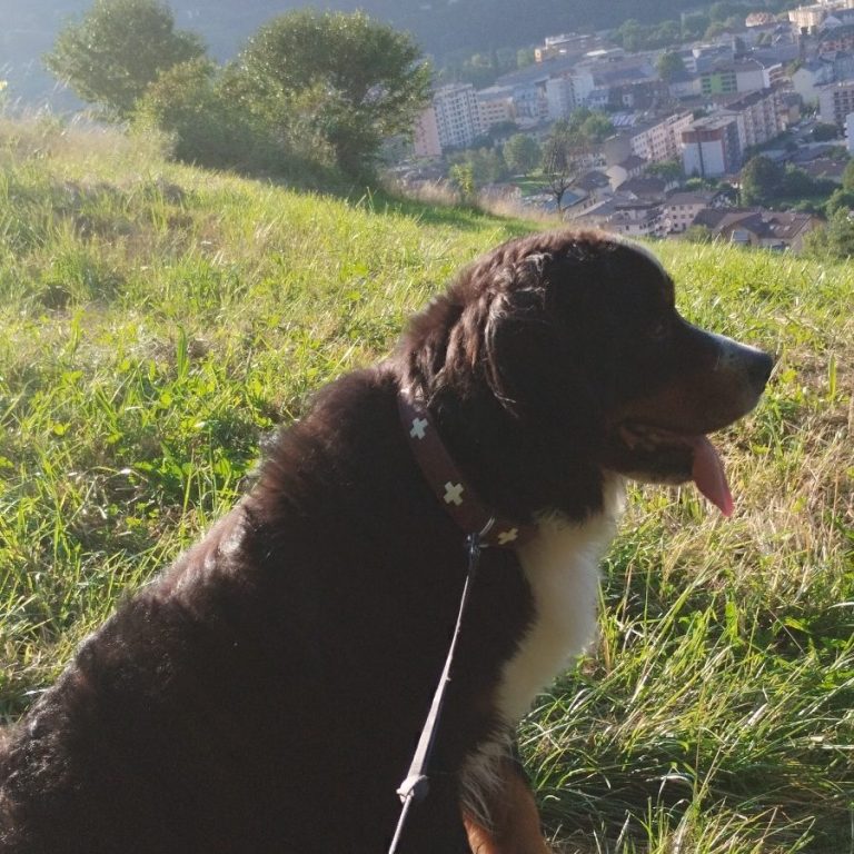 Un chien de race Bernois, assis sur une colline avec une vue urbaine en arrière-plan.