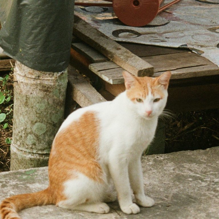 Un chat blanc et orange assis sur une surface en béton, avec un arrière-plan naturel.