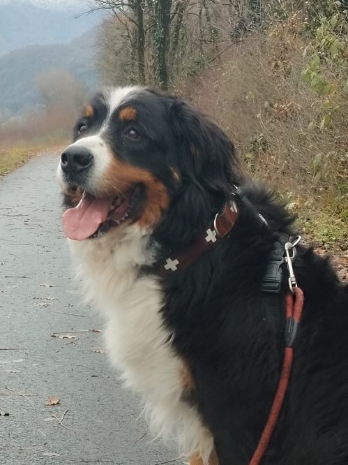 Un chien de montagne bernois souriant sur un chemin en pleine nature.
