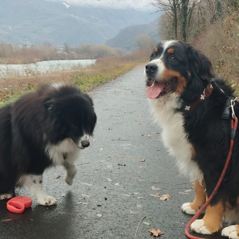 meme par temps de pluie Deux chiens en balade sur un chemin, l'un noir avec des marques blanches, l'autre bernais.