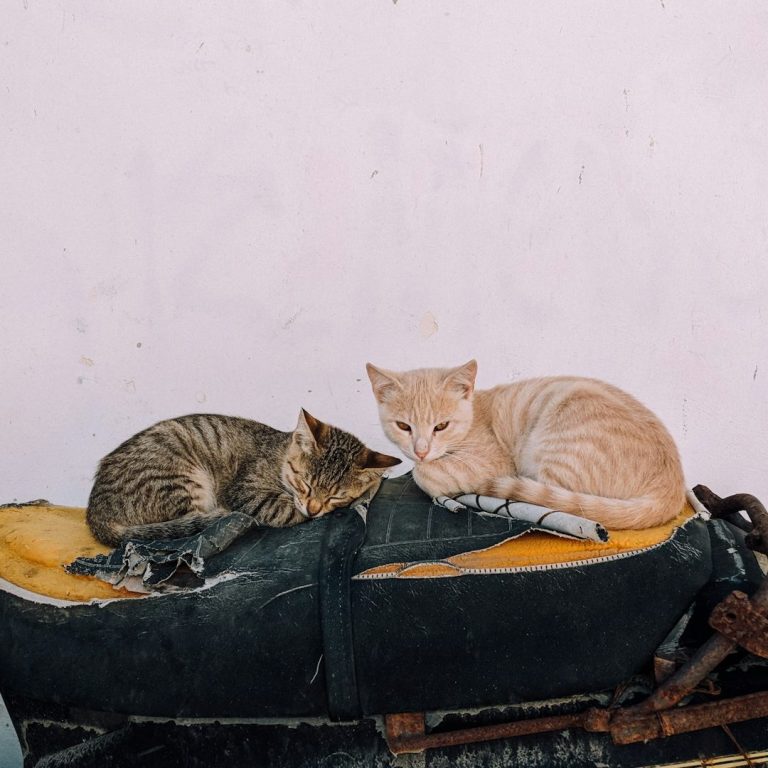 Deux chats, l'un tigré et l'autre beige, reposent sur un coussin noir.