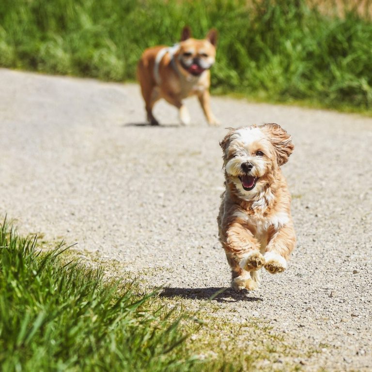 c'est le retour d'anima-sithorse Deux chiens courent joyeusement sur un chemin en gravier, entourés de verdure.