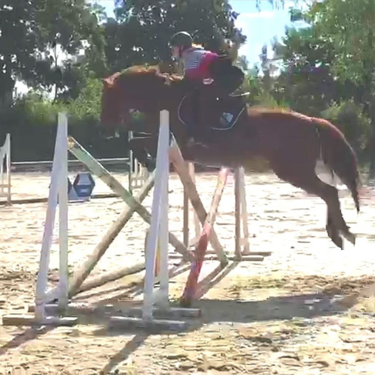 entrainement Cavalier sautant par-dessus un obstacle dans un manège ensoleillé.
