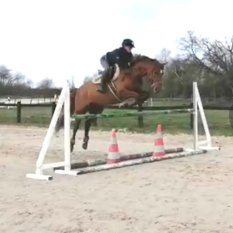 saut d'obstacle Un cavalier sur un cheval sautant un obstacle en carrière équestre.