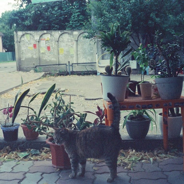 Un chat gris se tient près de pots de fleurs et d'une terrasse verdoyante.