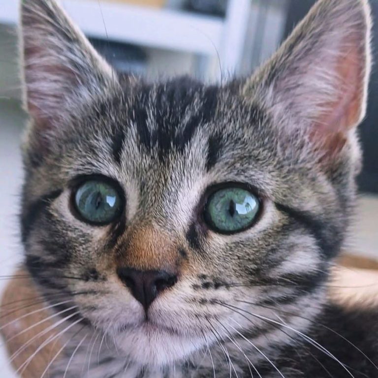 Poti-chat Chaton tigré avec de grands yeux verts, regard curieux et attentif.