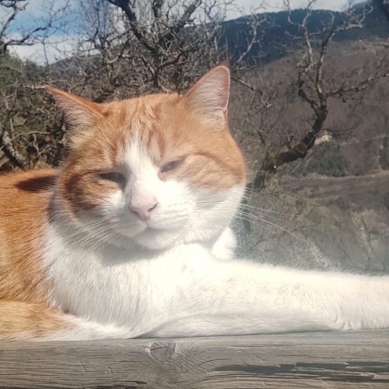 Ginger Un chat orange et blanc se repose sur une surface en bois, avec des montagnes en arrière-plan.