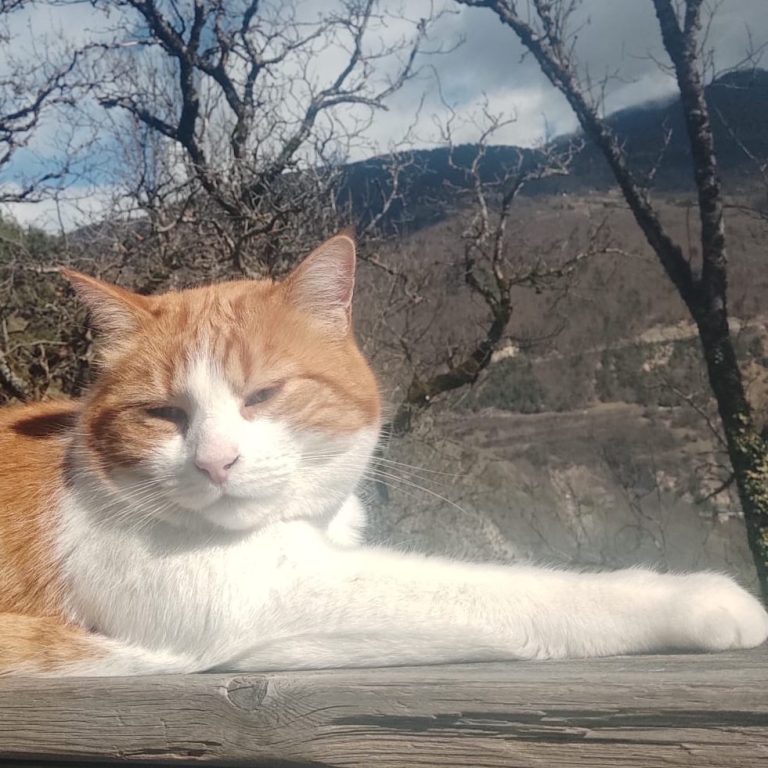 Un chat orange se repose sur une surface en bois, avec un paysage de montagne en arrière-plan.
