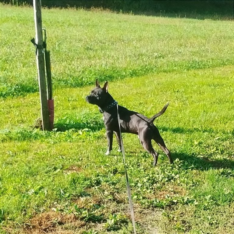 Un chien noir, debout sur l'herbe, regarde vers la droite près d'un poteau.